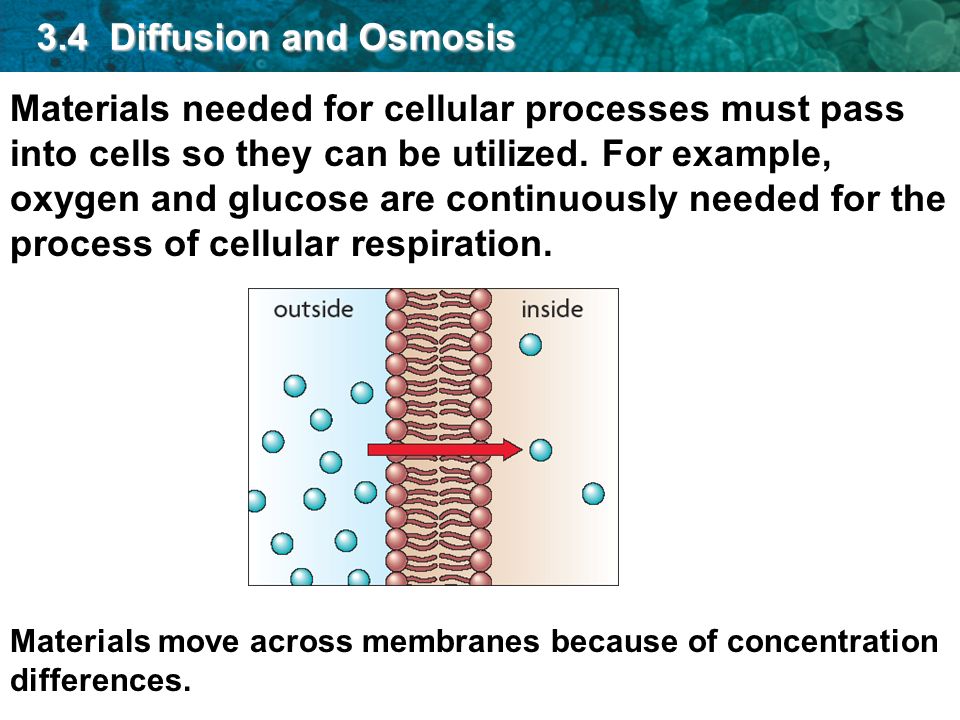 The process of osmosis and its